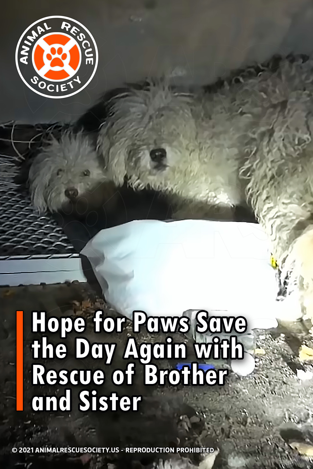 Hope for Paws Save the Day Again with Rescue of Brother and Sister