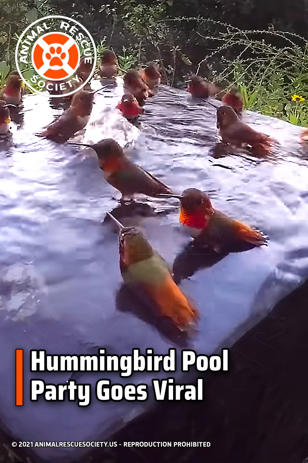 Hummingbird Pool Party Goes Viral