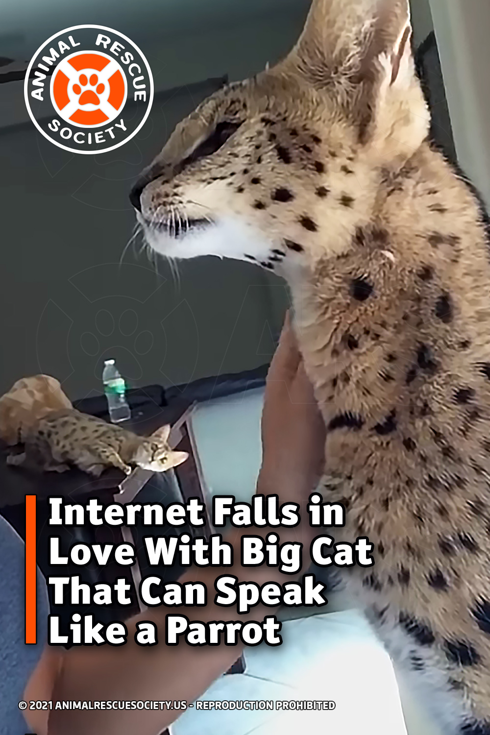 Internet Falls in Love With Big Cat That Can Speak Like a Parrot