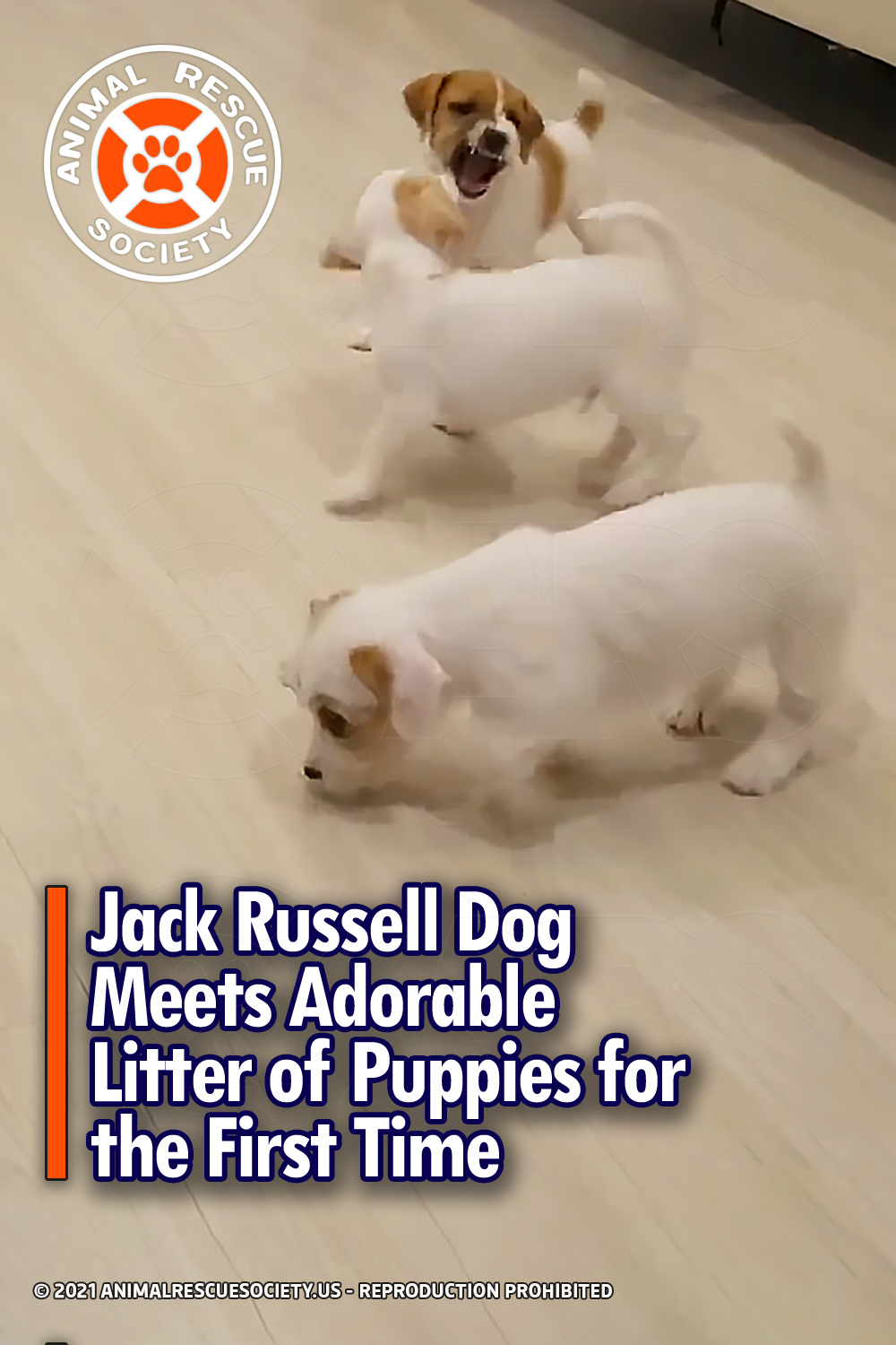 Jack Russell Dog Meets Adorable Litter of Puppies for the First Time