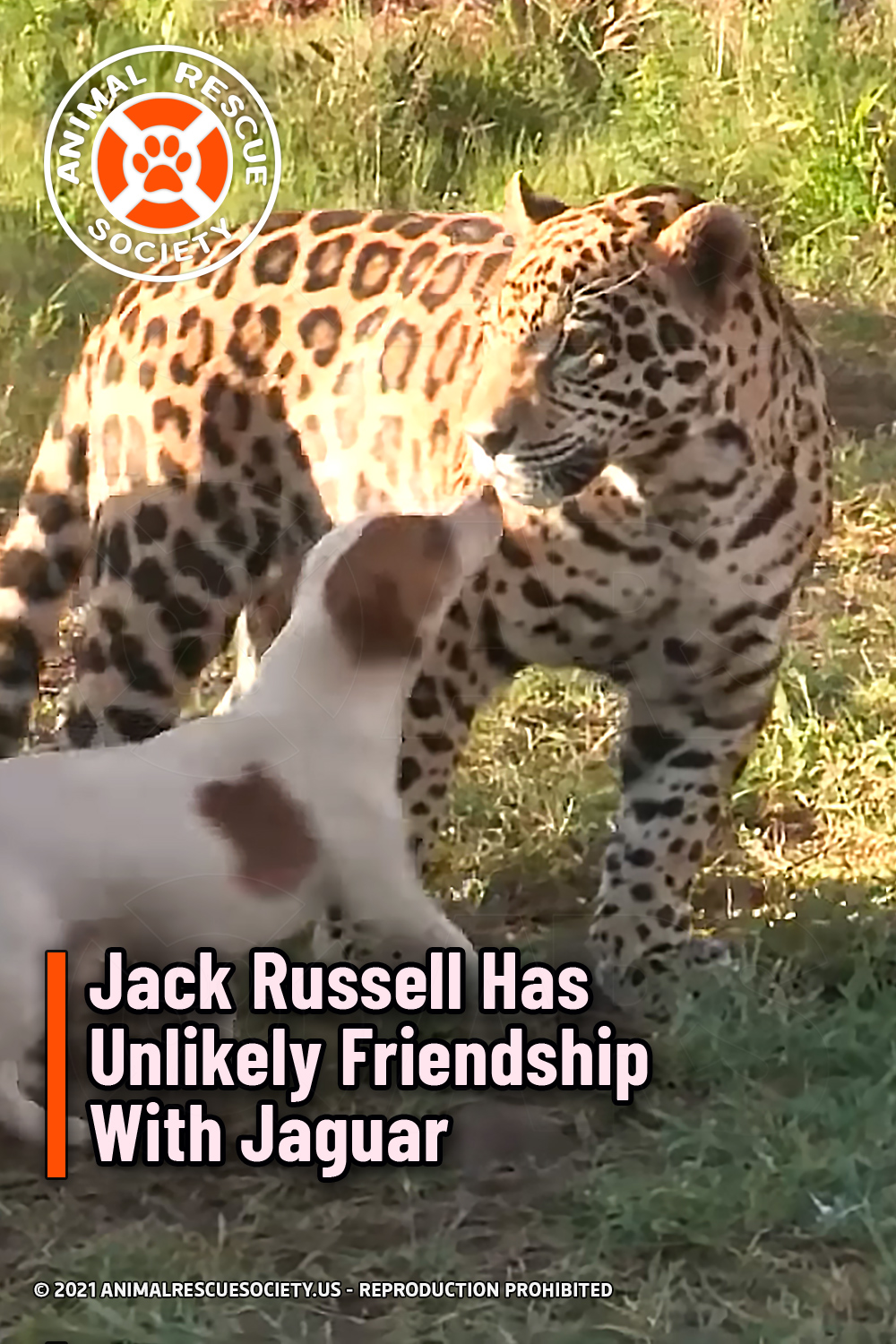 Jack Russell Has Unlikely Friendship With Jaguar