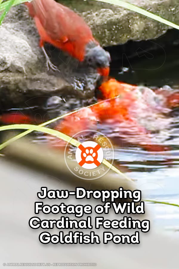 JawDropping Footage of Wild Cardinal Feeding Goldfish Pond Animal