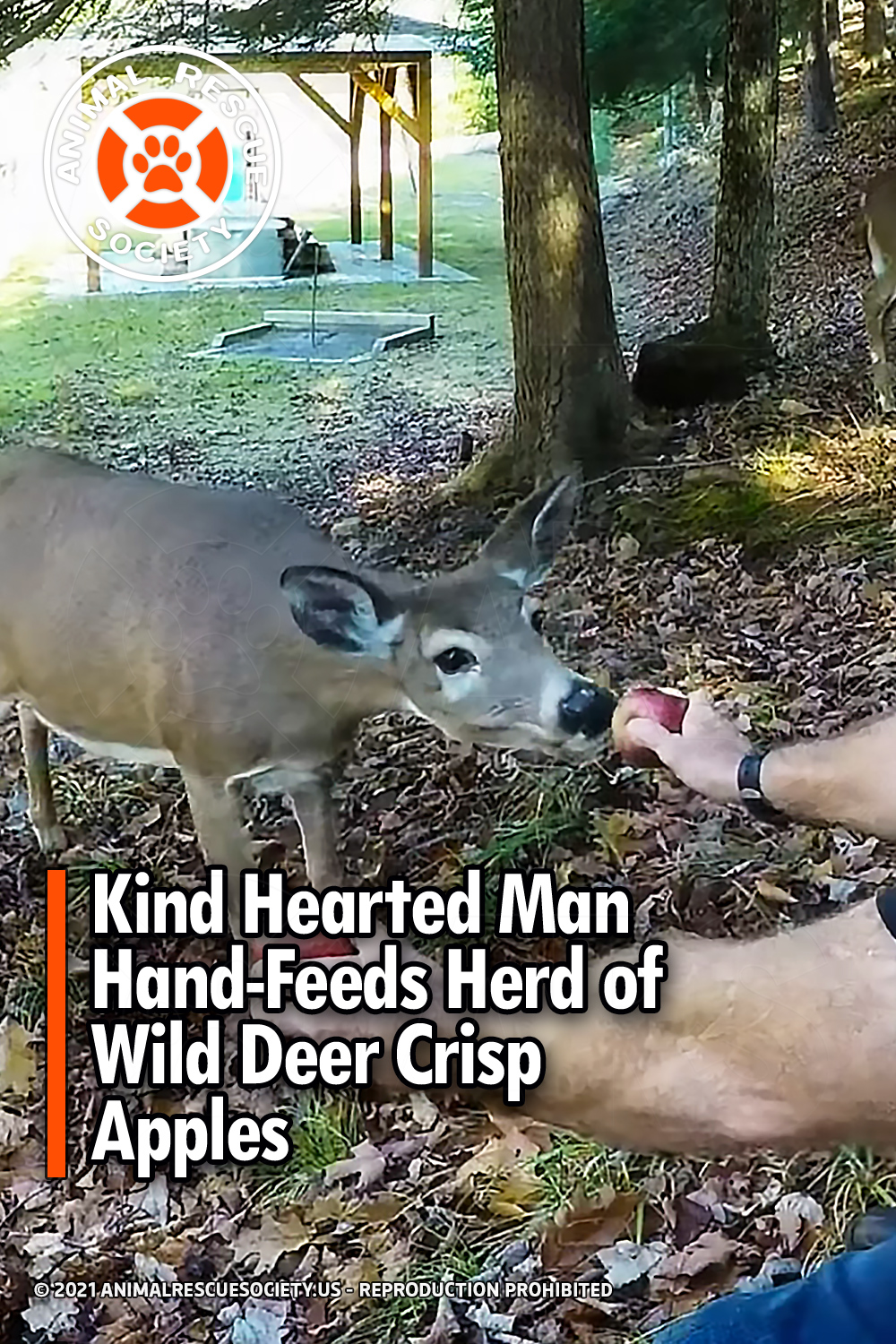 Kind Hearted Man Hand-Feeds Herd of Wild Deer Crisp Apples