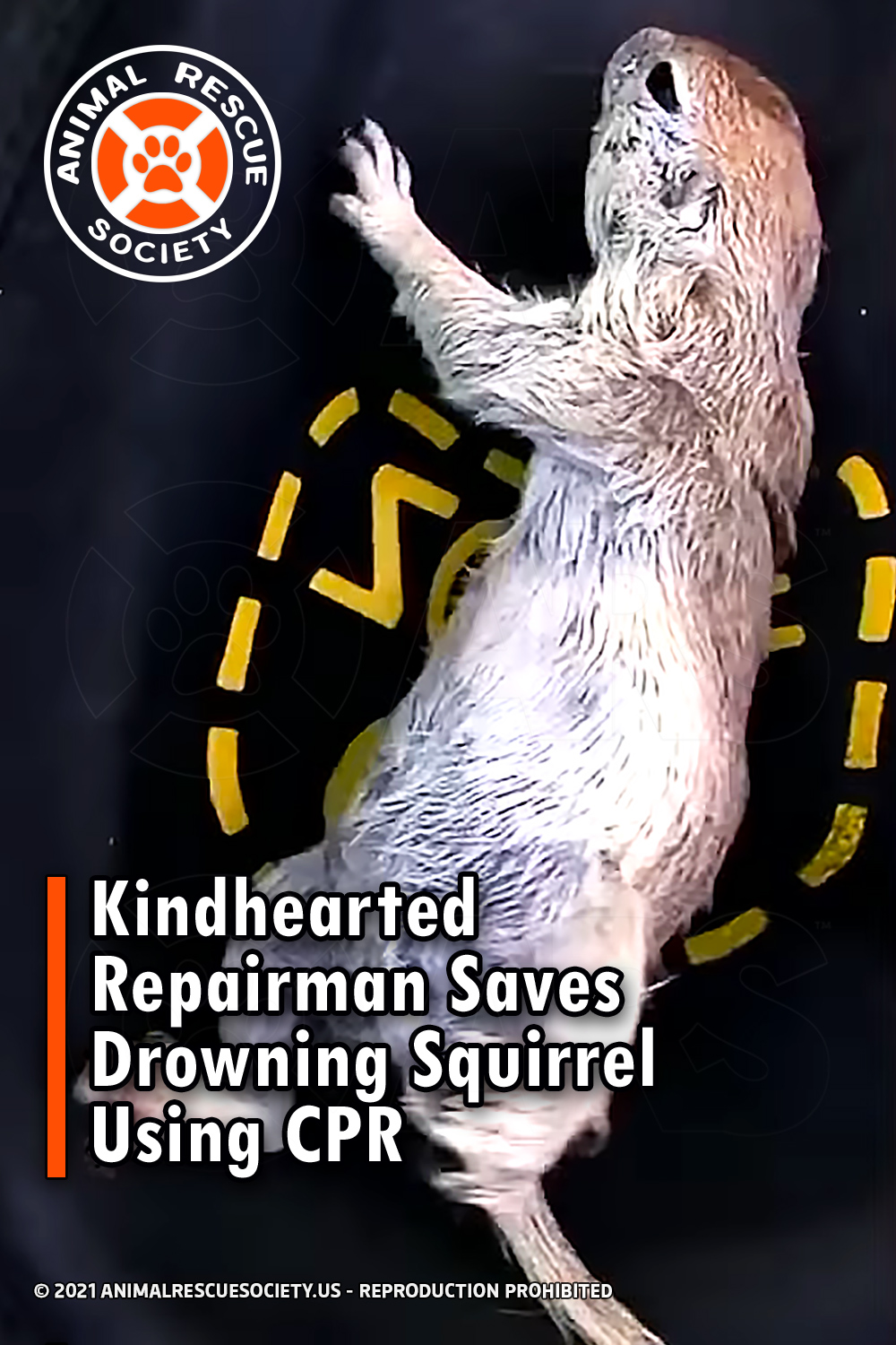 Kindhearted Repairman Saves Drowning Squirrel Using CPR
