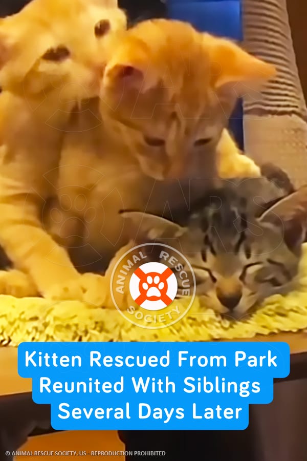 Kitten Rescued From Park Reunited With Siblings Several Days Later