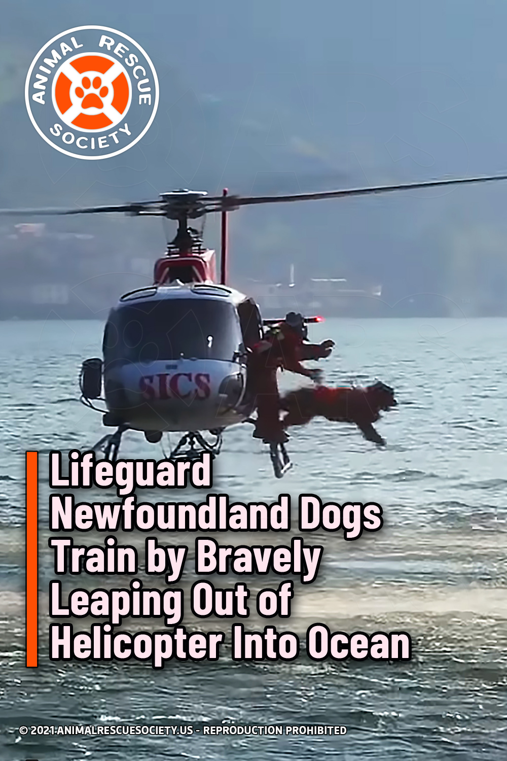 Lifeguard Newfoundland Dogs Train by Bravely Leaping Out of Helicopter Into Ocean