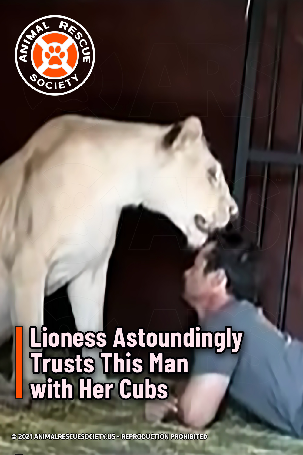 Lioness Astoundingly Trusts This Man with Her Cubs