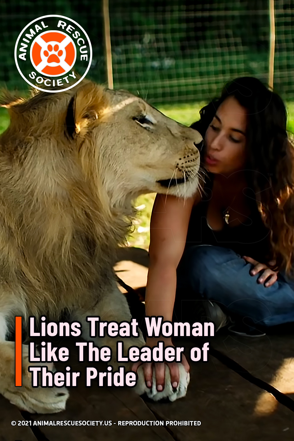 Lions Treat Woman Like The Leader of Their Pride
