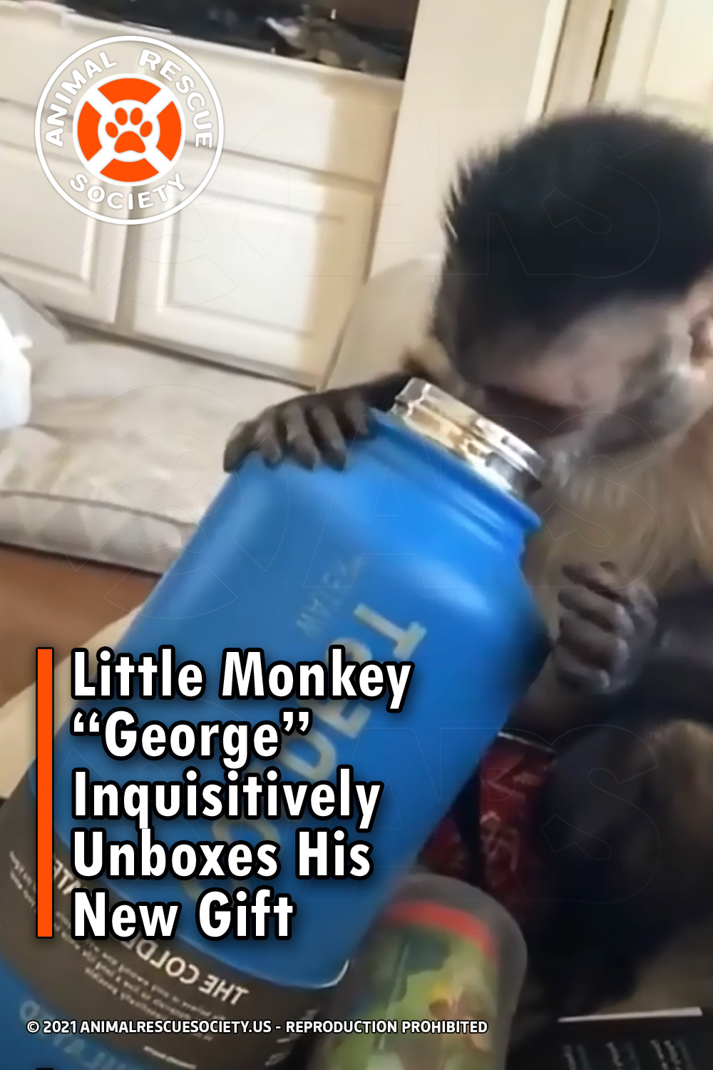 Little Monkey “George” Inquisitively Unboxes His New Gift