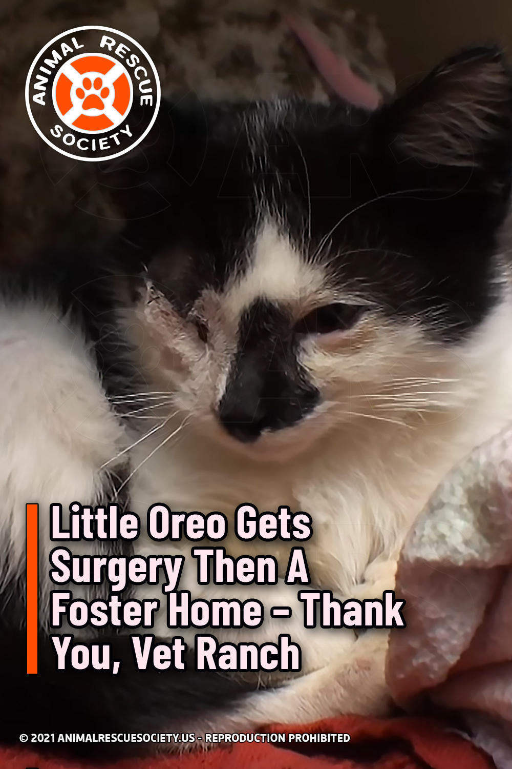 Little Oreo Gets Surgery Then A Foster Home – Thank You, Vet Ranch