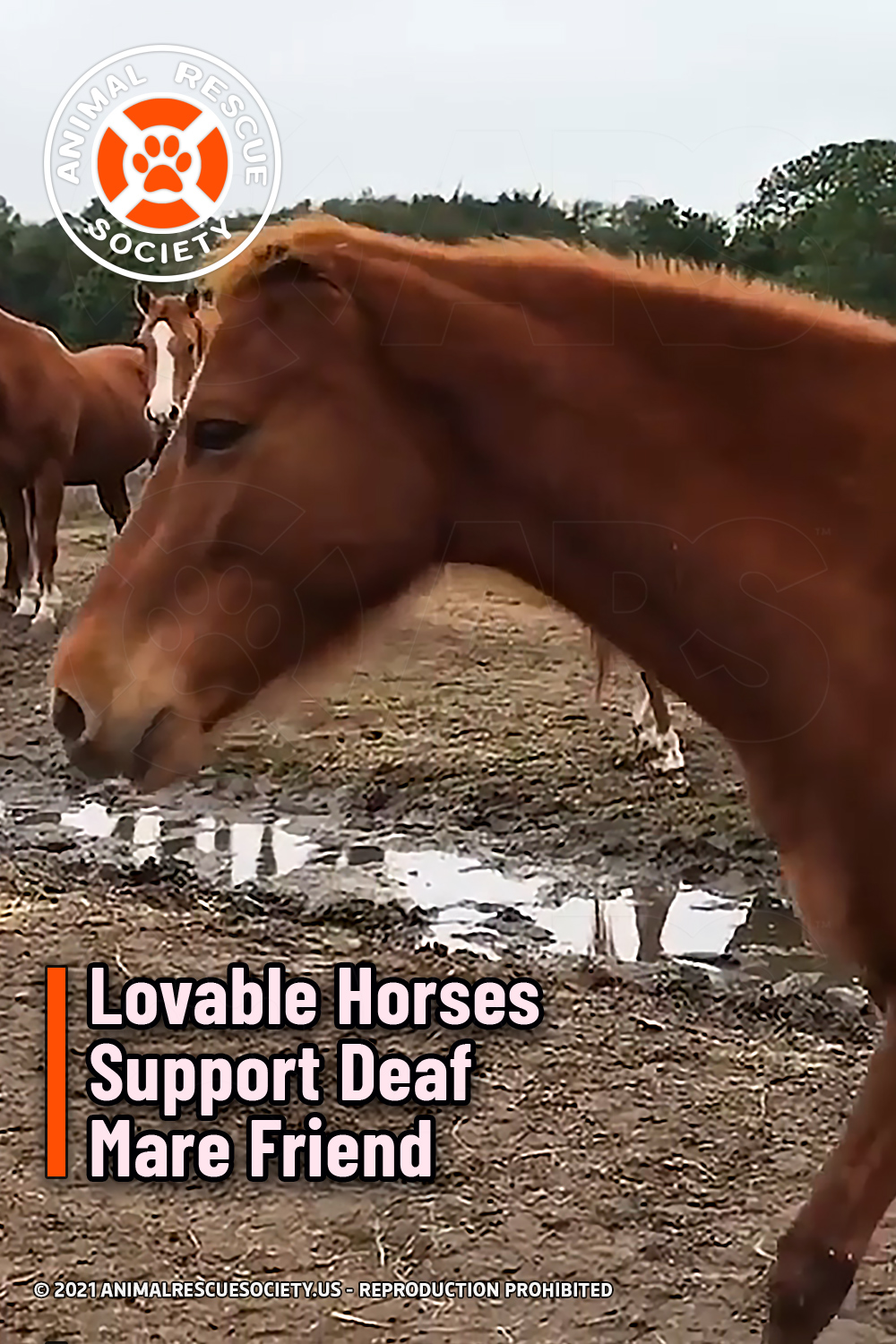 Lovable Horses Support Deaf Mare Friend