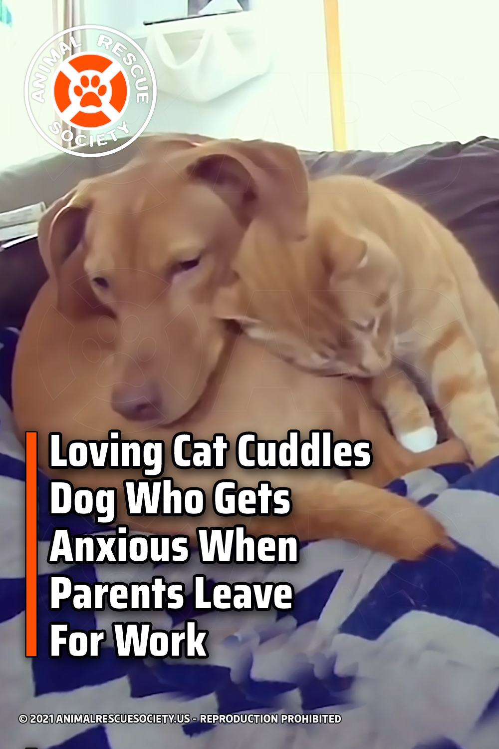 Loving Cat Cuddles Dog Who Gets Anxious When Parents Leave For Work