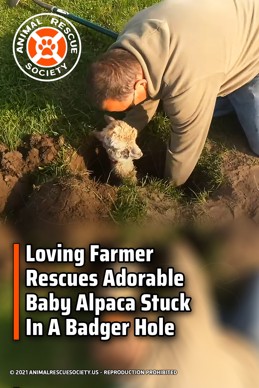 Loving Farmer Rescues Adorable Baby Alpaca Stuck In A Badger Hole