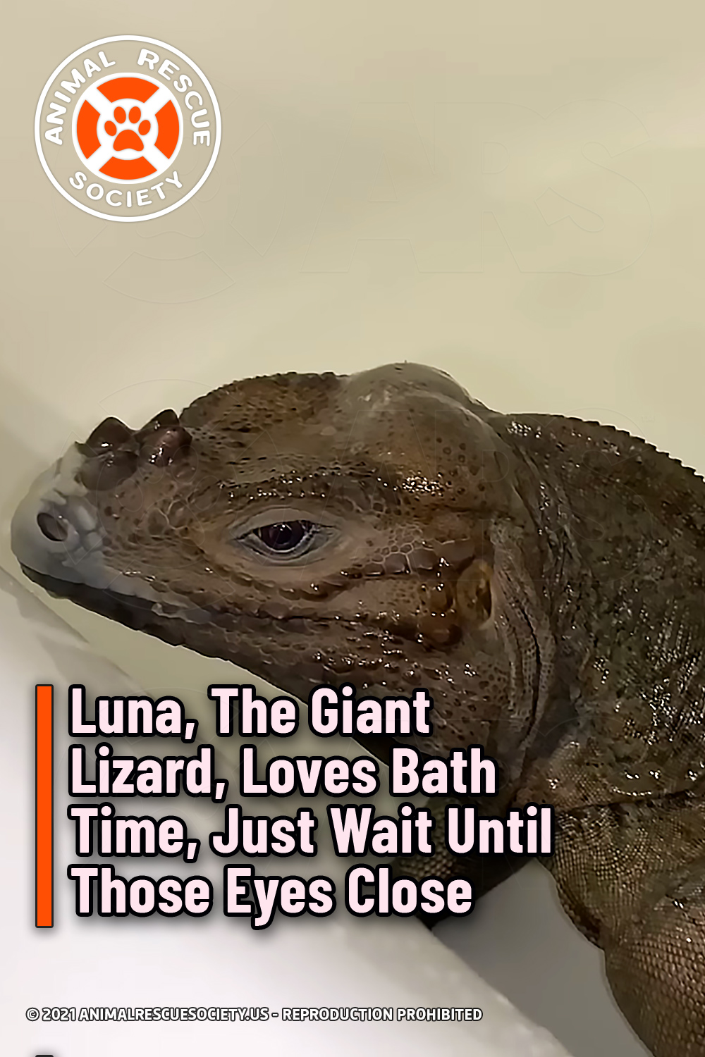 Luna, The Giant Lizard, Loves Bath Time, Just Wait Until Those Eyes Close