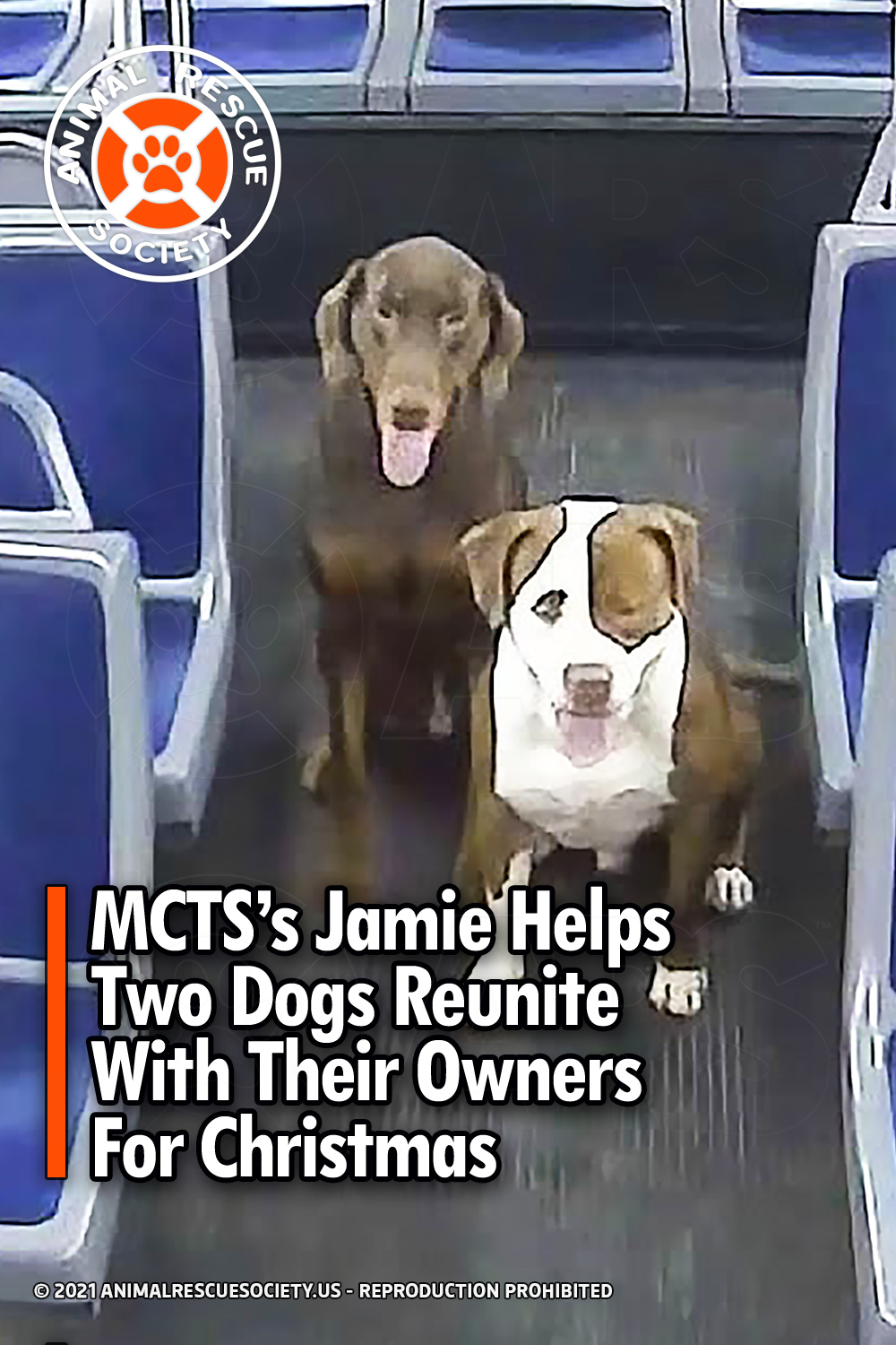 MCTS\'s Jamie Helps Two Dogs Reunite With Their Owners For Christmas