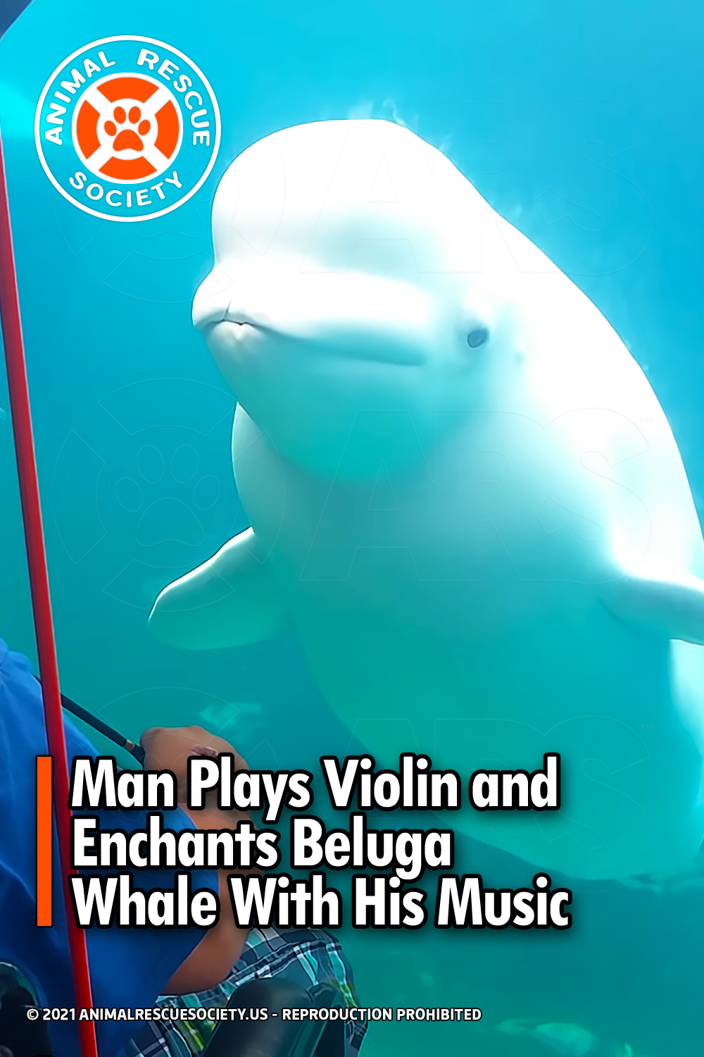 Man Plays Violin and Enchants Beluga Whale With His Music