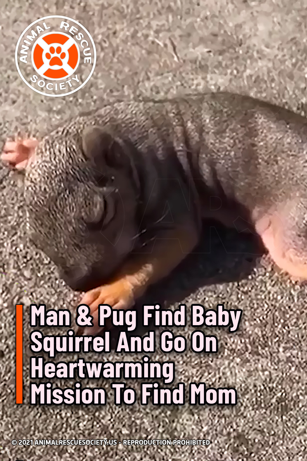 Man & Pug Find Baby Squirrel And Go On Heartwarming Mission To Find Mom