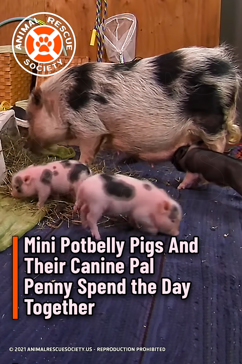 Mini Potbelly Pigs And Their Canine Pal Penny Spend the Day Together