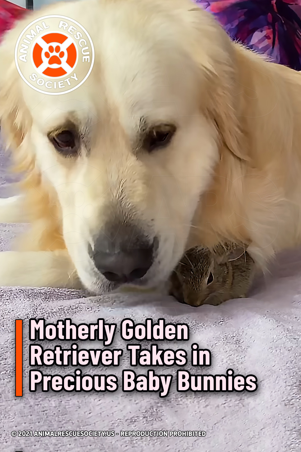Motherly Golden Retriever Takes in Precious Baby Bunnies