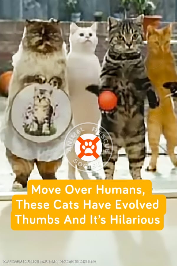 Move Over Humans, These Cats Have Evolved Thumbs And It’s Hilarious