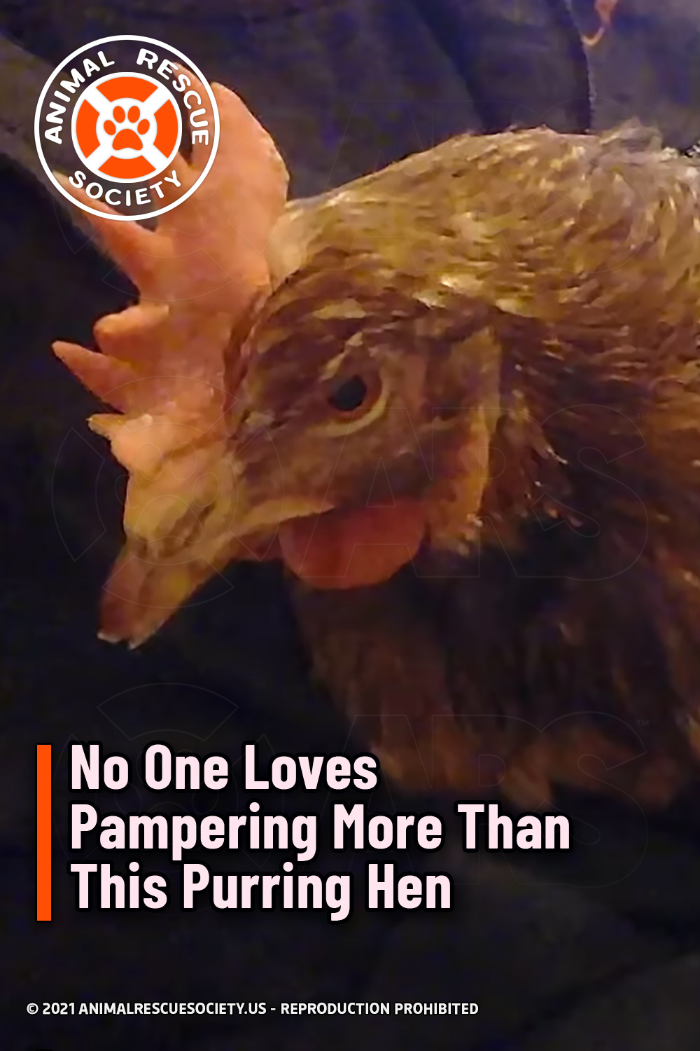No One Loves Pampering More Than This Purring Hen