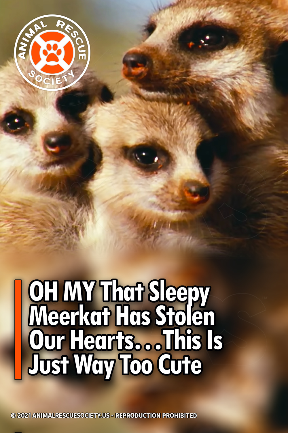 OH MY That Sleepy Meerkat Has Stolen Our Hearts…This Is Just Way Too Cute