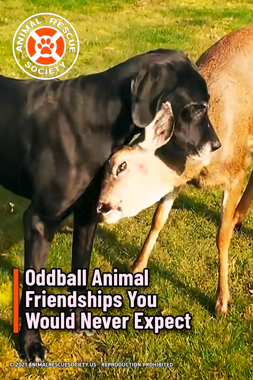 Oddball Animal Friendships You Would Never Expect