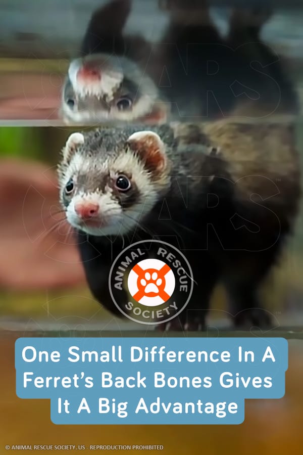 One Small Difference In A Ferret’s Back Bones Gives It A Big Advantage