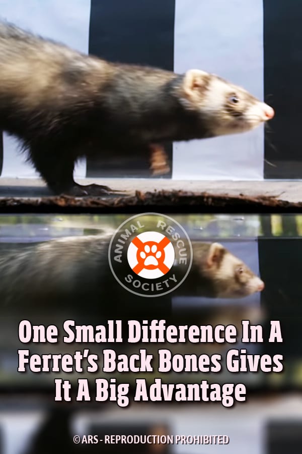 One Small Difference In A Ferret’s Back Bones Gives It A Big Advantage