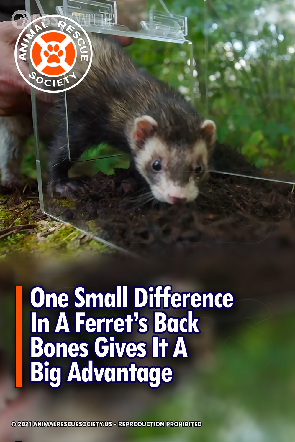 One Small Difference In A Ferret’s Back Bones Gives It A Big Advantage