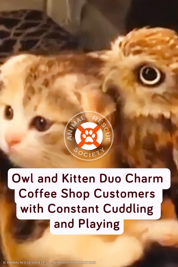 Owl and Kitten Duo Charm Coffee Shop Customers with Constant Cuddling and Playing