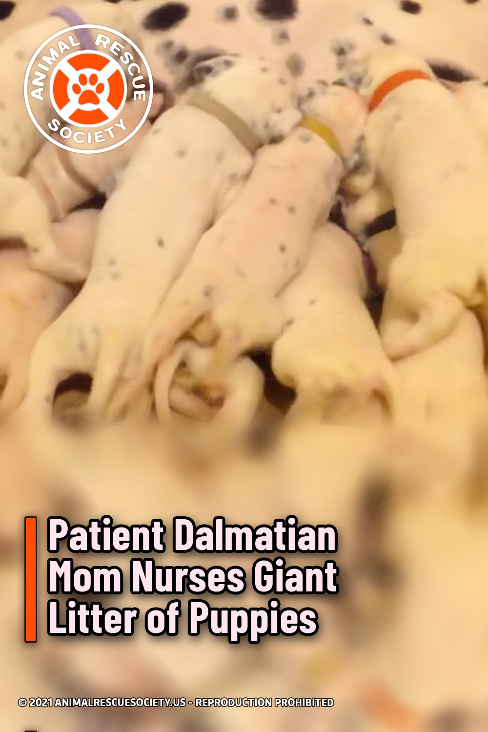 Patient Dalmatian Mom Nurses Giant Litter of Puppies