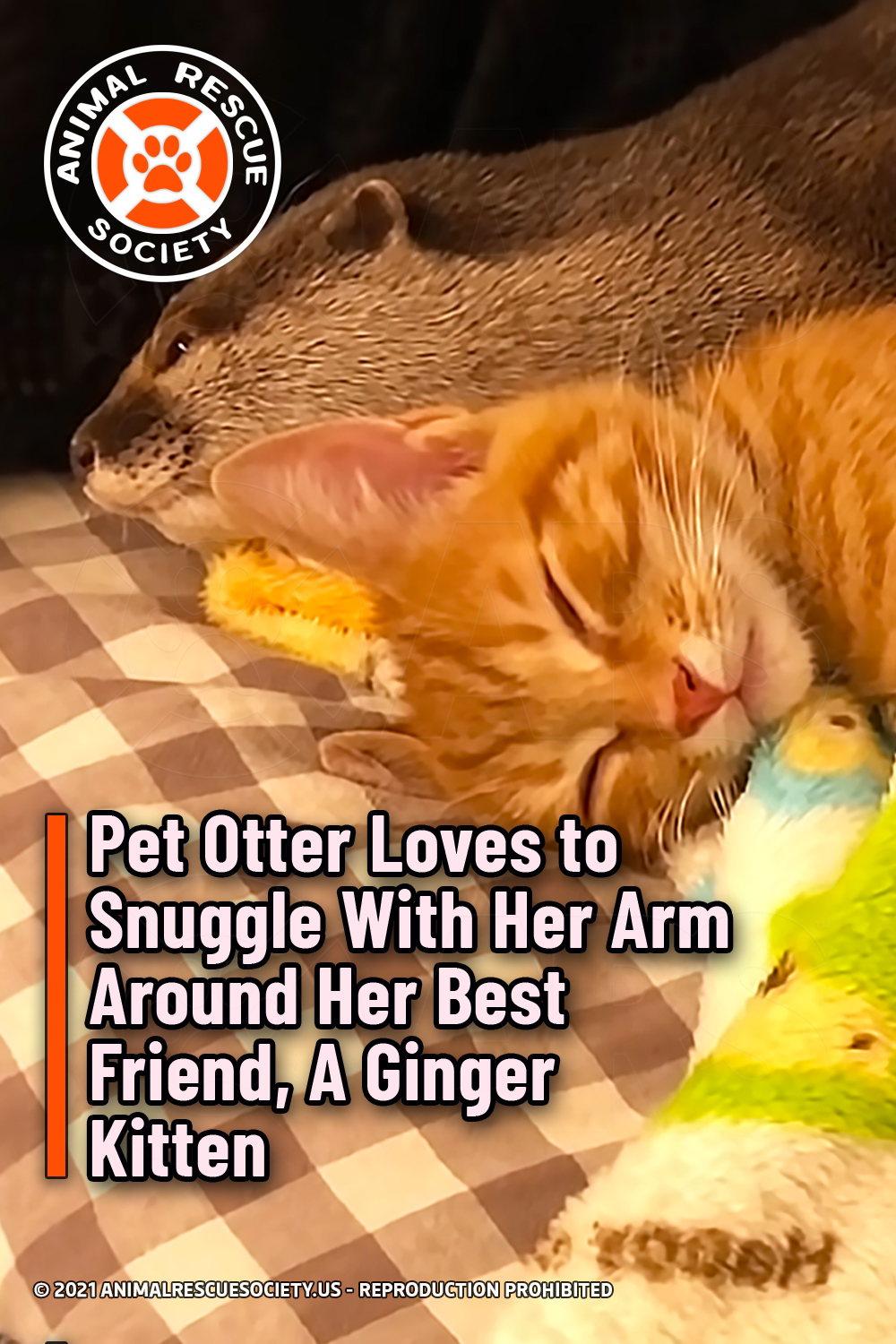 Pet Otter Loves to Snuggle With Her Arm Around Her Best Friend, A Ginger Kitten