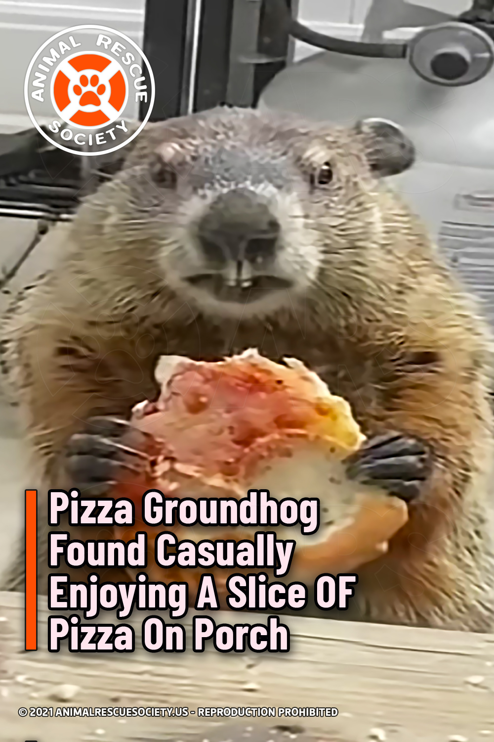 Pizza Groundhog Found Casually Enjoying A Slice OF Pizza On Porch