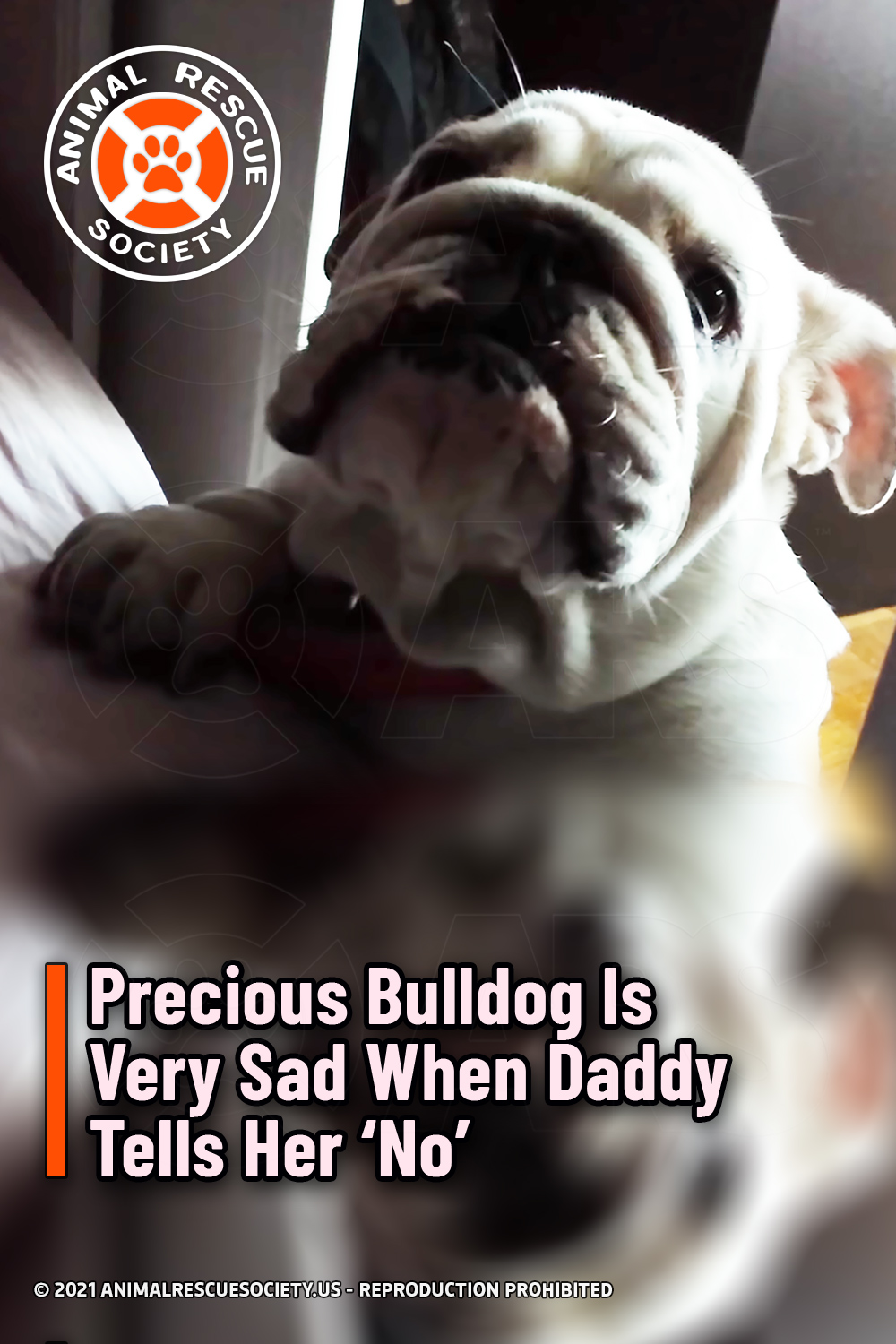 Precious Bulldog Is Very Sad When Daddy Tells Her ‘No’