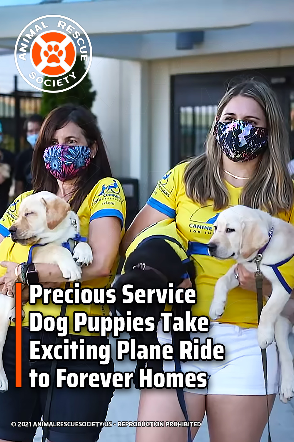 Precious Service Dog Puppies Take Exciting Plane Ride to Forever Homes
