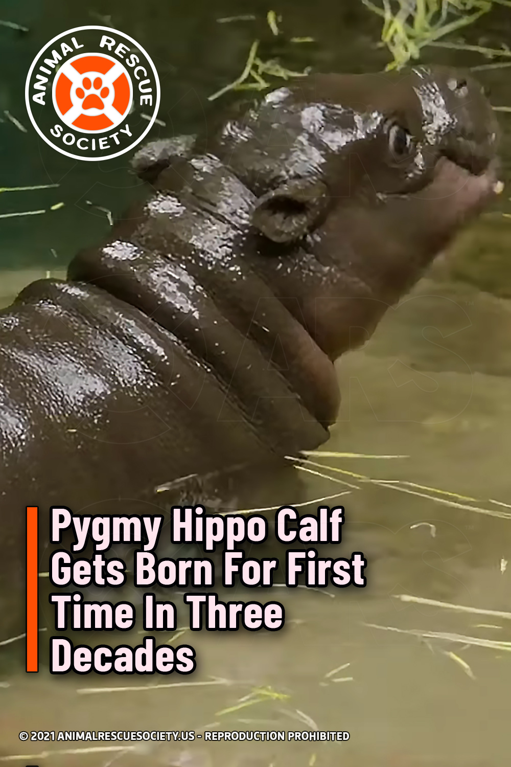 Pygmy Hippo Calf Gets Born For First Time In Three Decades