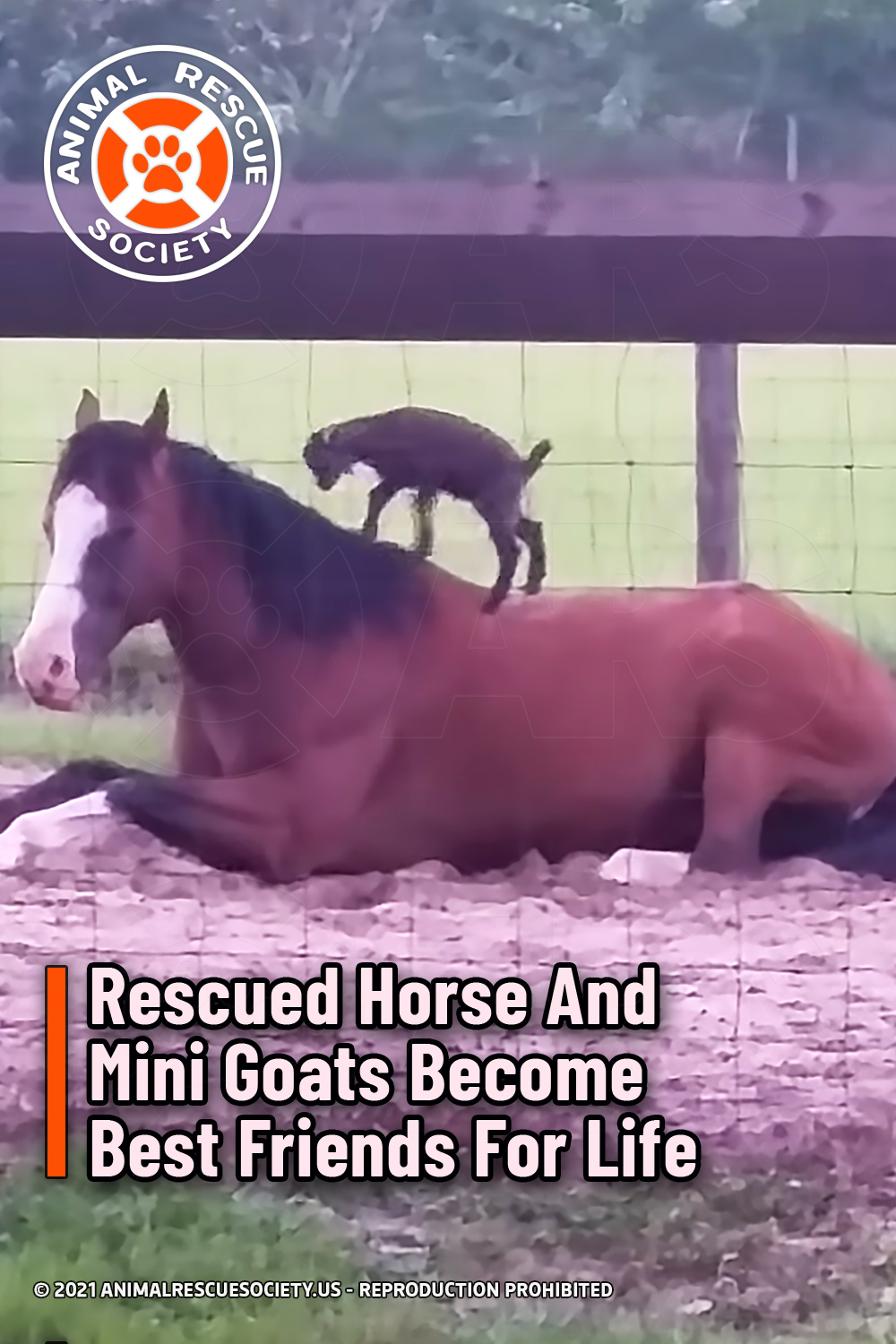 Rescued Horse And Mini Goats Become Best Friends For Life