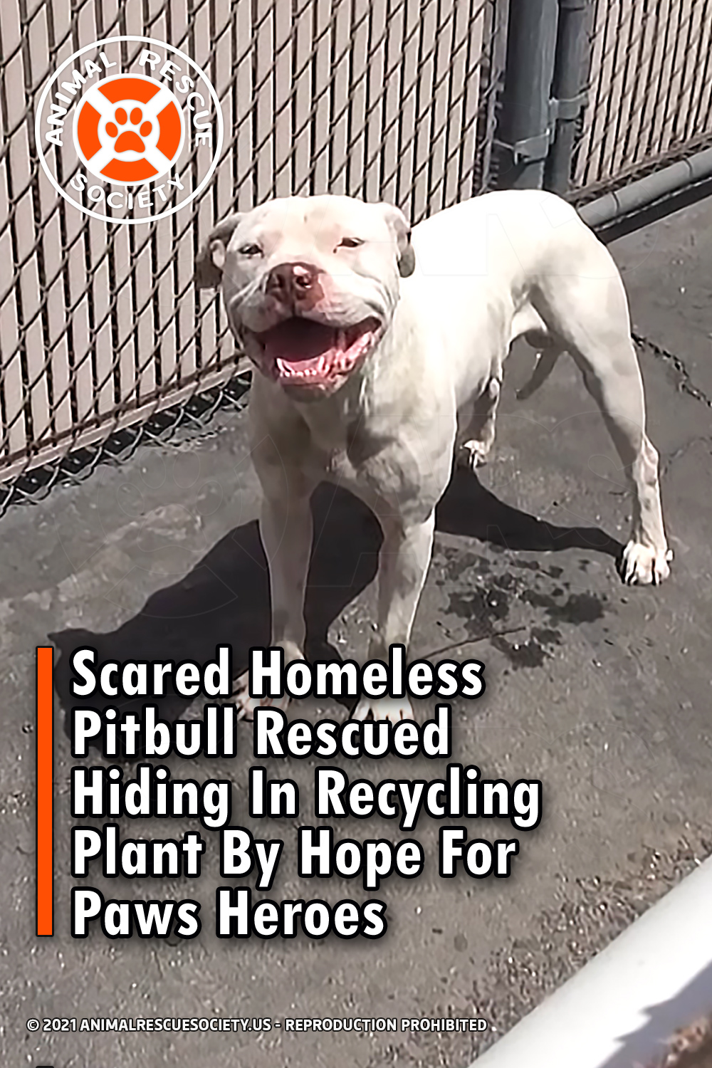 Scared Homeless Pitbull Rescued Hiding In Recycling Plant By Hope For Paws Heroes