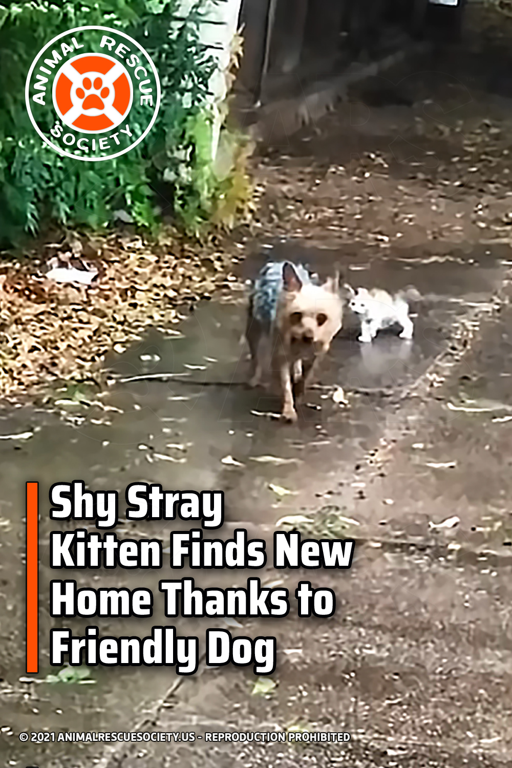 Shy Stray Kitten Finds New Home Thanks to Friendly Dog