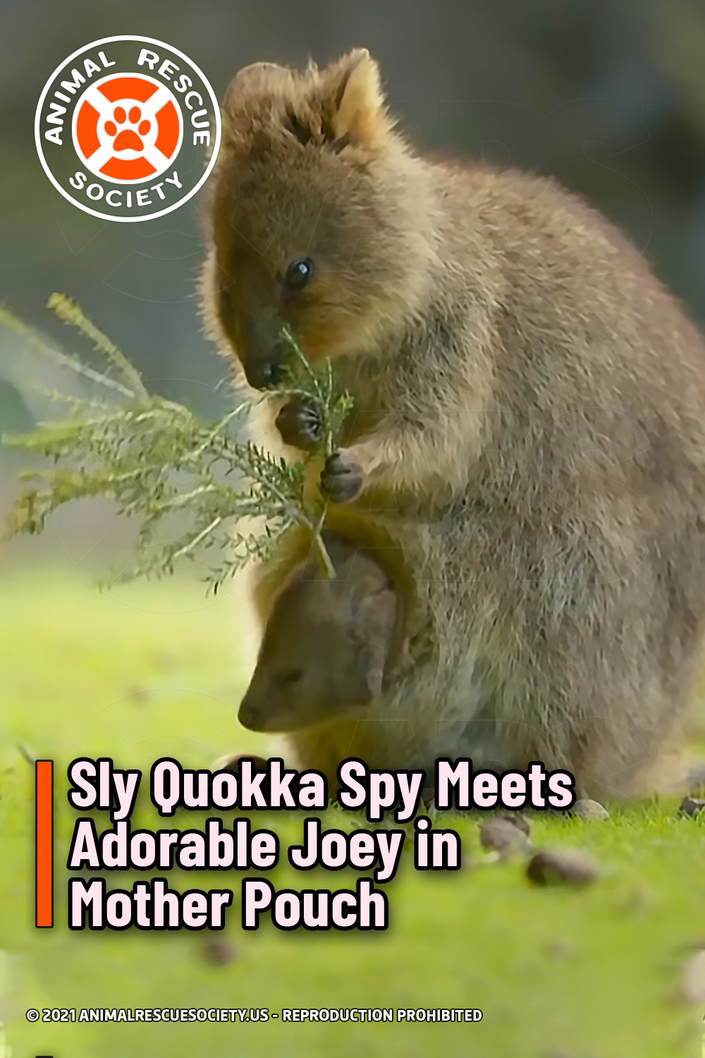 Sly Quokka Spy Meets Adorable Joey in Mother Pouch