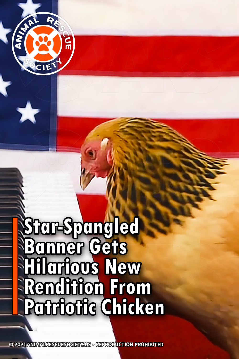Star-Spangled Banner Gets Hilarious New Rendition From Patriotic Chicken