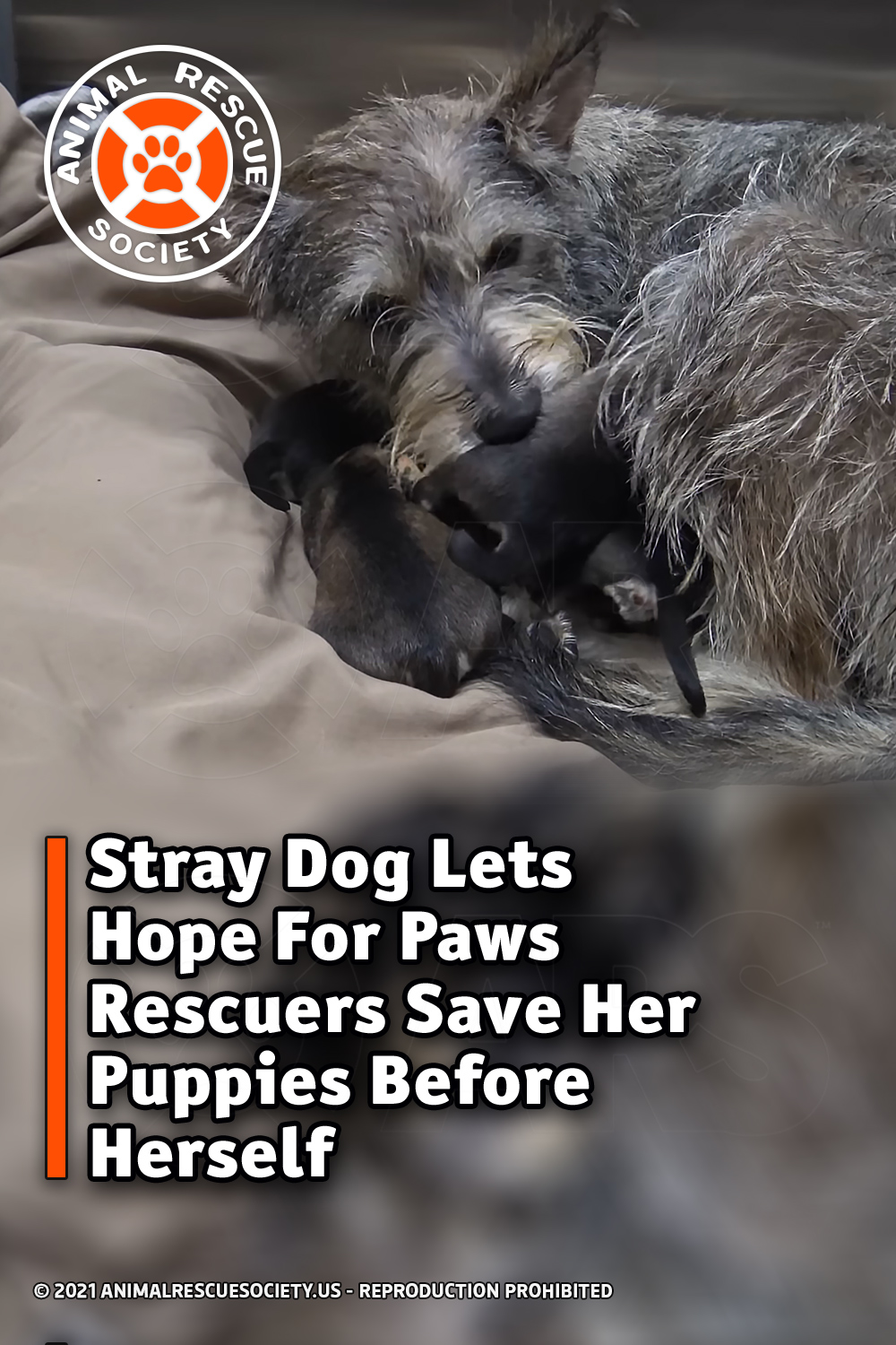 Stray Dog Lets Hope For Paws Rescuers Save Her Puppies Before Herself