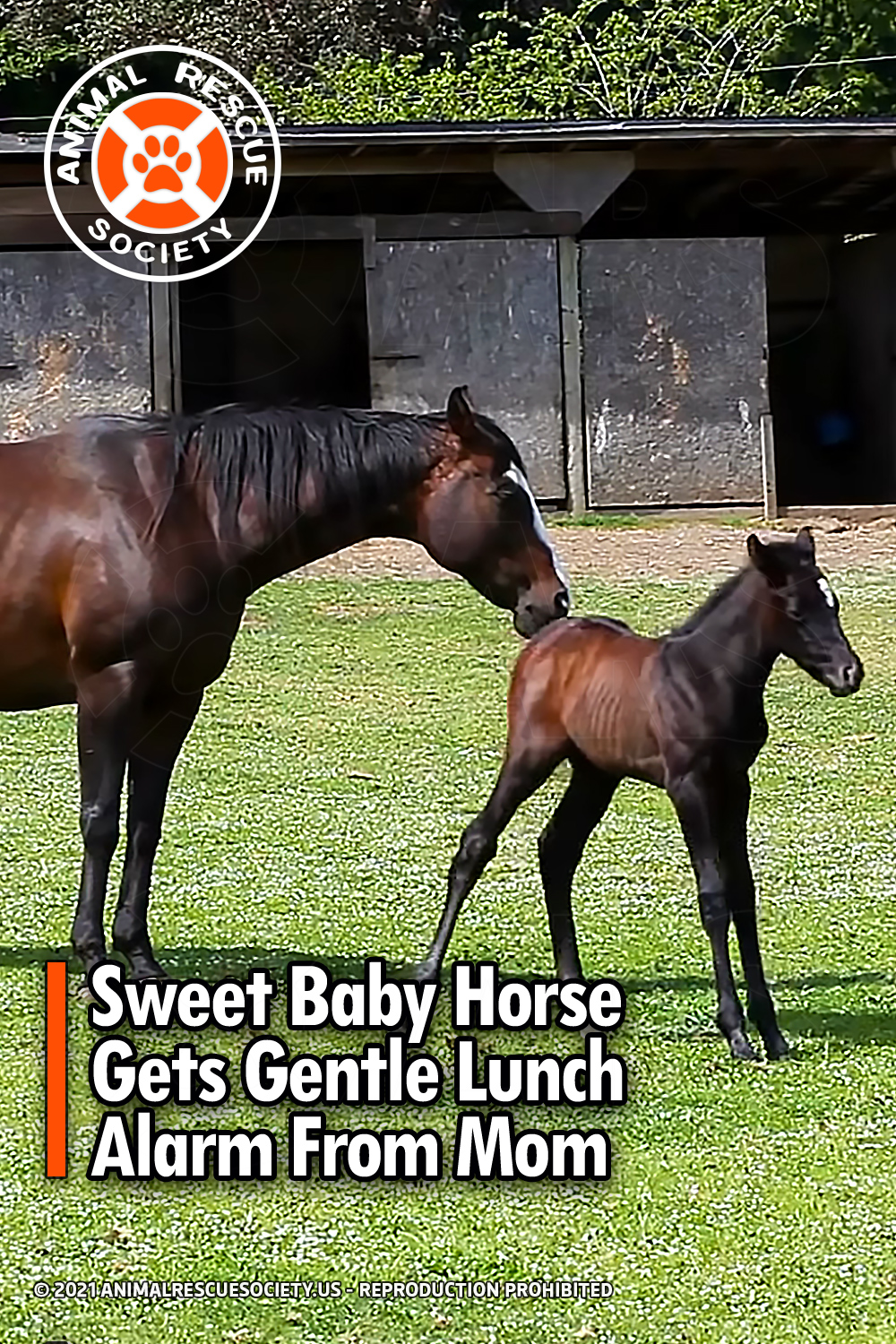 Sweet Baby Horse Gets Gentle Lunch Alarm From Mom
