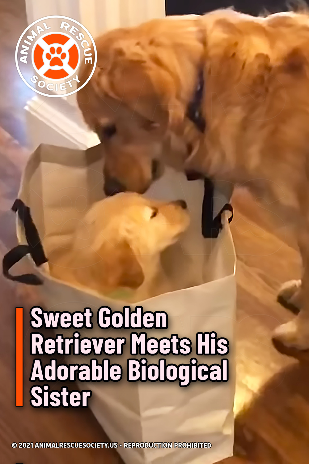 Sweet Golden Retriever Meets His Adorable Biological Sister