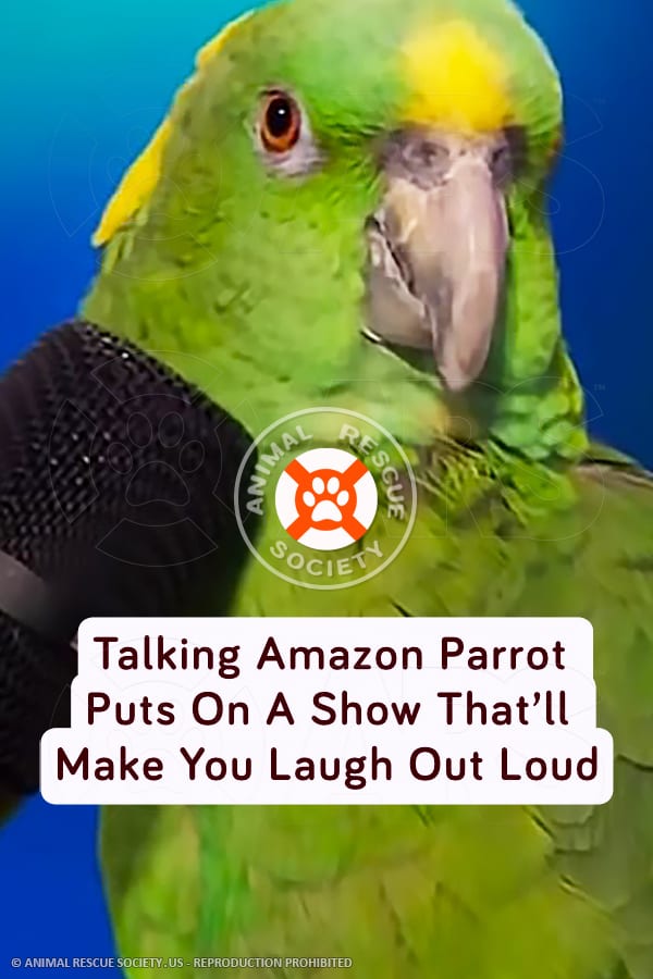 Talking Amazon Parrot Puts On A Show That’ll Make You Laugh Out Loud