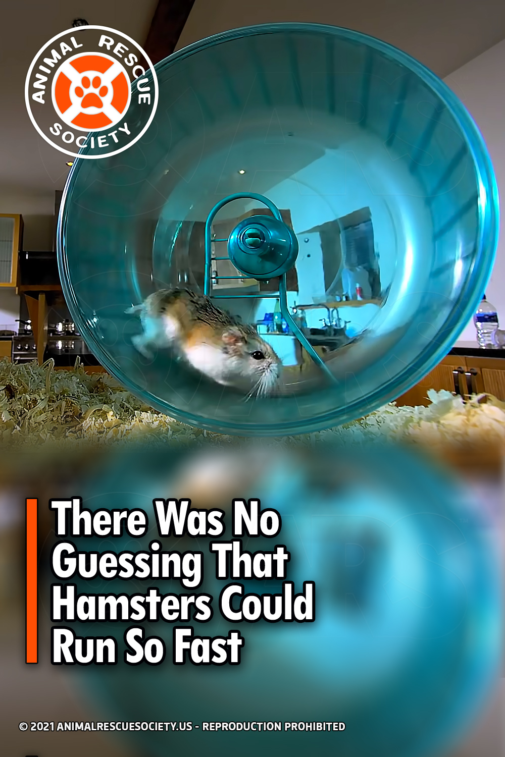There Was No Guessing That Hamsters Could Run So Fast