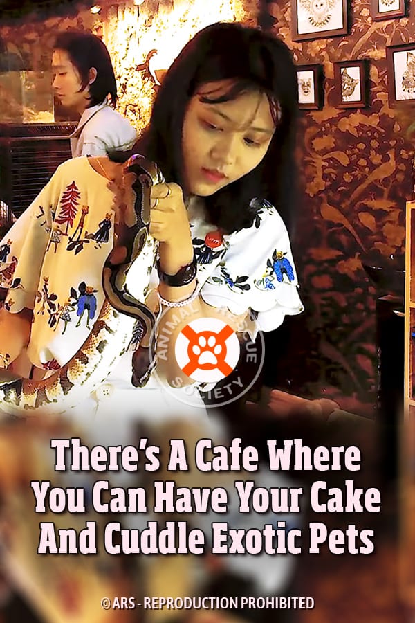 There’s A Cafe Where You Can Have Your Cake And Cuddle Exotic Pets