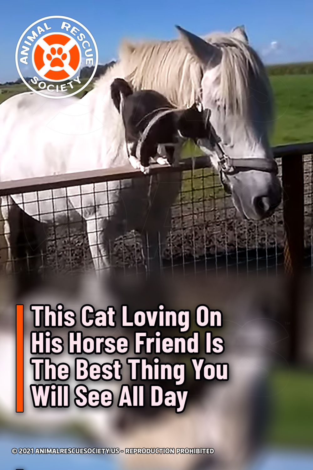 This Cat Loving On His Horse Friend Is The Best Thing You Will See All Day