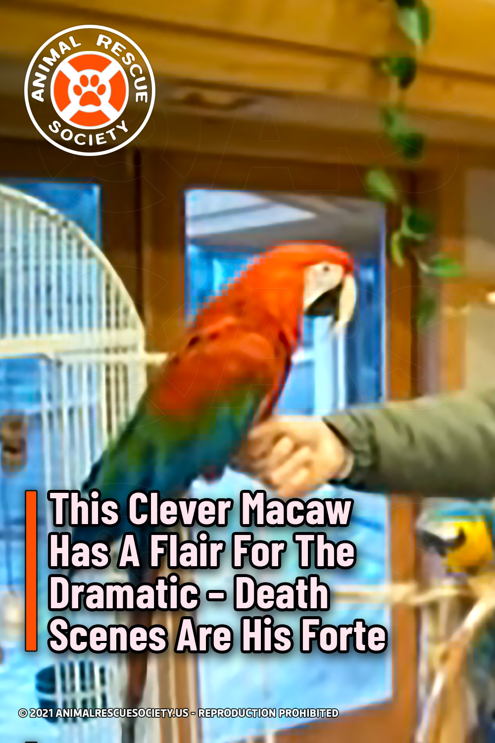 This Clever Macaw Has A Flair For The Dramatic – Death Scenes Are His Forte